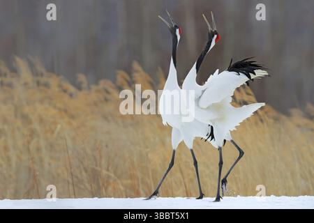Comportement des oiseaux dans l'habitat naturel de l'herbe. Paire dansante de grue à couronne rouge avec aile ouverte en vol, avec tempête de neige, Hokkaido, Japon. Oiseaux avec o Banque D'Images