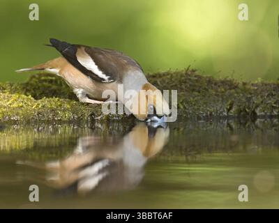 Hawfinch (Coccothraustes coccothraustes) femelle, Hongrie, Europe Banque D'Images