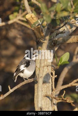 Shrike à queue blanche (Lanioturdus torquatus), Erongo, Namibie, Afrique Banque D'Images