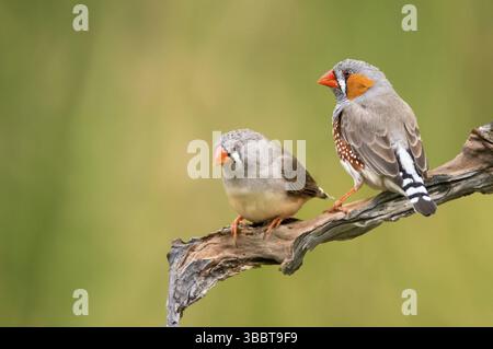 Couple de Finnois zébrés (Taeniopygia guttata castanotis), territoire du Nord, Australie, Océanie Banque D'Images