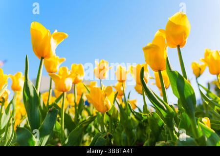 Vue rapprochée de tulipes jaunes éclatantes fleurissant dans un jardin, capturant leur fraîcheur et leur beauté sous un ciel bleu vif pendant la journée. Banque D'Images