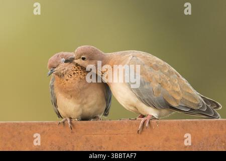 Couple de la colombe riante (Spilopelia senegalensis), Gambie, Afrique Banque D'Images