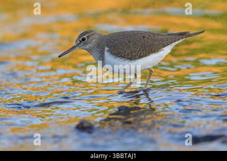 Flussuferlaeufer, Flussuferlaeufer, Sandpiper commun, Actitis hypoleucos, Tringa hypoleucos, chevalier guignette, Andarrios Chico Banque D'Images