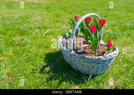 Panier tissé rempli de tulipes rouges vibrantes, assis sur l'herbe verte luxuriante sous la lumière du soleil, capturant l'essence du jardinage printanier et en plein air Banque D'Images