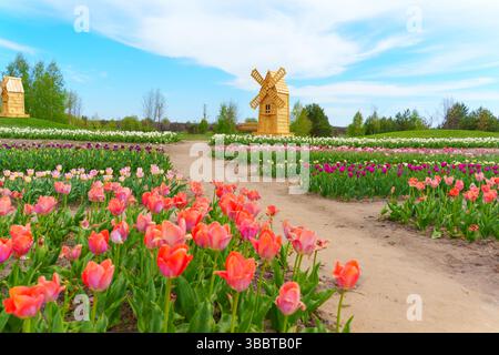 Champs de tulipes colorés en pleine floraison, avec un moulin à vent en bois rustique placé contre un ciel bleu vif, capturé dans une vue grand angle. Banque D'Images