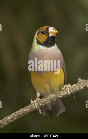 Finch Gouldien (Erythrura gouldiae) femelle Banque D'Images