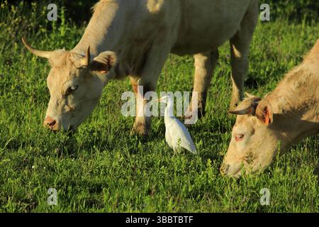 Aigrette bovine occidentale (Bubulcus ibis), Andalousie, Espagne, Europe Banque D'Images