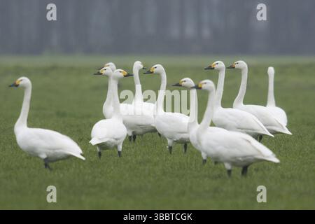 Cygne de toundra (Cygnus columbianus bewickii), pays-Bas Banque D'Images