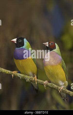 Finch Gouldien (Erythrura gouldiae) femelle Banque D'Images