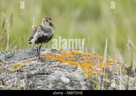 Dunlin (Calidris alpina) faisant escale sur le terrain, Islande, Europe Banque D'Images