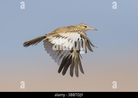 Greater Hoopoe-Lark (Alaemon alaudipes) vol juvénile, Eilat, Israël, Asie Banque D'Images