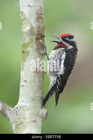 Sapsuccion (Sphyrapicus nuchalis) appelant, Colorado, États-Unis, Amérique du Nord Banque D'Images