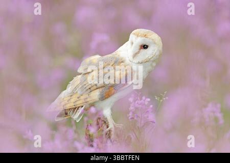 Barn Owl en fleur rose clair, premier plan et arrière-plan clairs, Grande-Bretagne. Scène d'art de source sauvage de la nature avec des oiseaux. Belle scène de nature Banque D'Images