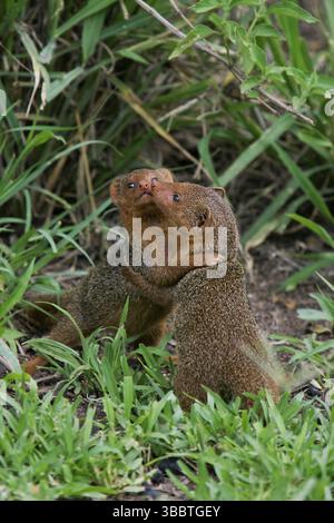 Nain Mongoose (Helogale parvula) deux jouent combat et câlin, Serengeti, Tanzanie, Afrique Banque D'Images