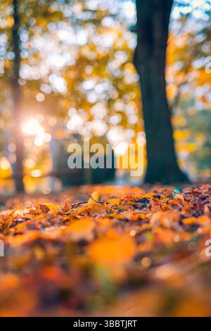 Gros plan des feuilles d'automne sur le terrain de jardin du parc avec fond bokeh flou d'arbres forestiers, paysage naturel saisonnier de feuillage d'automne. Lumière chaude du soleil Banque D'Images