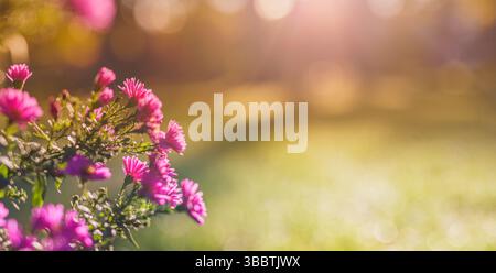 Magnifiques fleurs violettes dans le parc d'automne brillant dans la lumière chaude du soleil du coucher du soleil avec arrière-plan flou bokeh artistique closeup floral scène de la nature saisonnière Banque D'Images