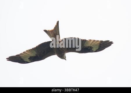 Cerf-volant rouge (Milvus milvus) volant au-dessus de la tête montrant la forme et la queue fourchue, Angleterre, Royaume-Uni Banque D'Images