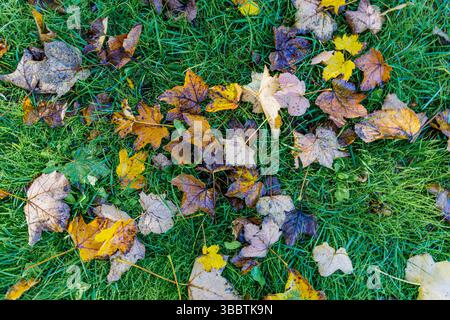Belle vue de dessus paisible des feuilles d'automne sur l'herbe verte fond de nature saisonnière feuillage d'automne coloré scène extérieure naturelle tranquille pittoresque Banque D'Images