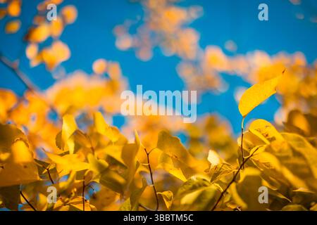 Feuilles d'automne dorées jaunes contre ciel ensoleillé bleu vif nature saisonnière fond de feuillage abstrait idyllique scène parfaite pour mur naturel Banque D'Images