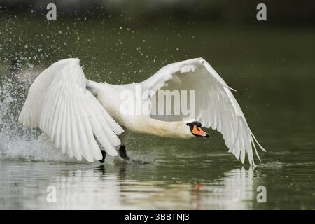 Hoeckerschwan (Cygnus olor) Cygne Muet Banque D'Images