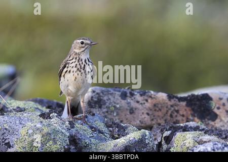 Prairie Pipit - Wiesenpieper - Anthus pratensis ssp. Pratensis, Russie, Europe Banque D'Images