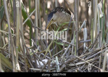 Petite femelle (Ixobrychus minutus) au nid, Nizhegorodskaya, Russie, Europe Banque D'Images