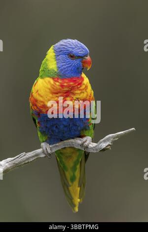 Lorikeet arc-en-ciel (Trichoglossus moluccanus) perché sur une branche dans l'est de l'Australie Banque D'Images