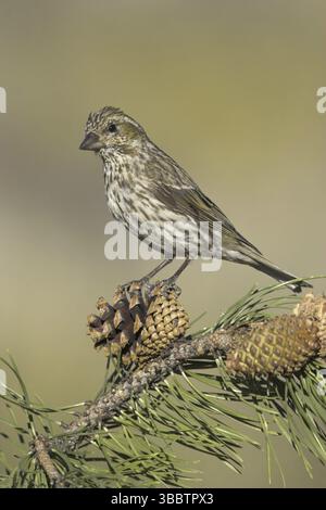 Finch de Cassin (Haemorhous cassinii) femelle, Oregon, USA, Amérique du Nord Banque D'Images