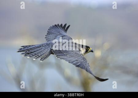 Wanderfalke ; Falco peregrinus ; im Flug ueber dem Edersee in Nordhessen Banque D'Images