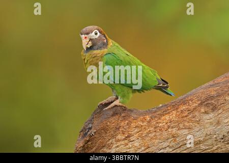 Détail de la tête de perroquet. Perroquet à capuchon brun, Pionopsitta haematotis, portrait de perroquet vert clair à tête brune. Portrait détaillé de l'oiseau f Banque D'Images