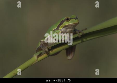 Laubfrosch europ. (Hyla arborea) Rainette commune Banque D'Images