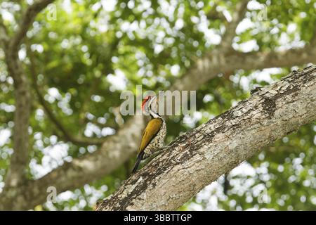 Flameback commun (Dinopium javanense) mâle, Singapour, Asie Banque D'Images