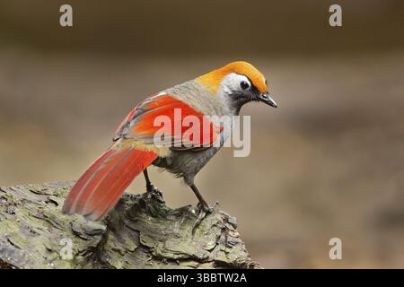 Ruse à queue rouge (Trochalopteron milnei), Yunnan, Chine, Asie Banque D'Images