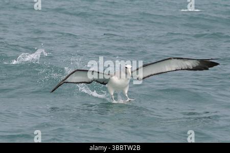 Albatros de Salvin (Thalassarche salvini) volant, Île du Sud, Nouvelle-Zélande, Océanie Banque D'Images