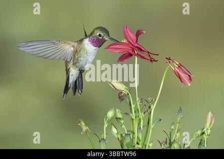 Colibris à queue large (Selasphorus platycercus) mâle volant, Colorado, États-Unis, Amérique du Nord Banque D'Images