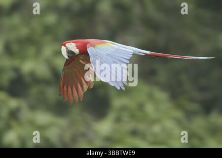 Macaw rouge et vert (Ara chloropterus) volant, parc national de Manu, Pérou, Amérique du Sud Banque D'Images
