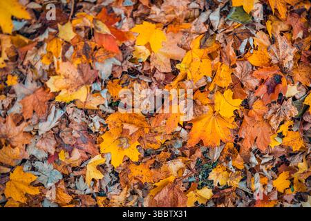Feuilles d'automne relaxantes flottant sur la surface de l'eau calme, nature saisonnière artistique fond paisible scène d'automne feuillage vibrant nature sereine en plein air Banque D'Images