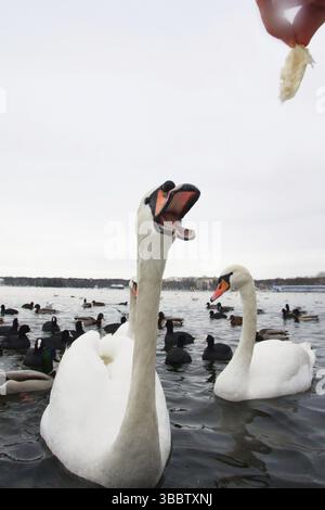 Cygne muet (Cygnus olor), Berlin, Allemagne, Europe Banque D'Images