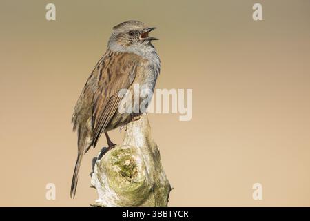 Dunnock (Prunella modularis) chantant d'une branche, Bade-Wuertemberg, Allemagne, Europe Banque D'Images