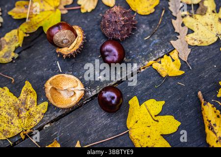 Plateau de table d'automne confortable avec des feuilles colorées et des châtaignes, fond de nature saisonnière abstraite, scène d'automne chaude, décor d'automne extérieur paisible, pittoresque Banque D'Images