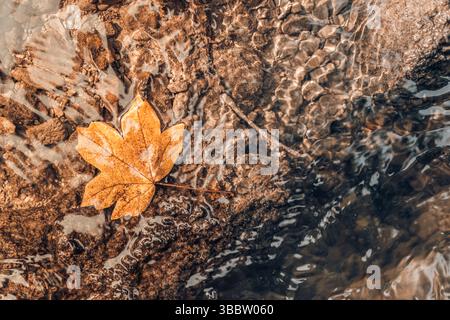 Feuilles d'automne relaxantes flottant sur la surface de l'eau calme, nature saisonnière artistique fond paisible scène d'automne feuillage vibrant nature sereine en plein air Banque D'Images