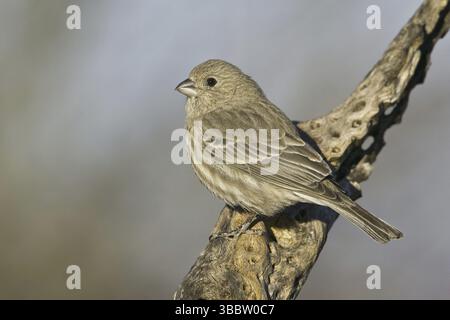 Finch (Haemorhous mexicanus) femelle, Arizona, USA, Amérique du Nord Banque D'Images