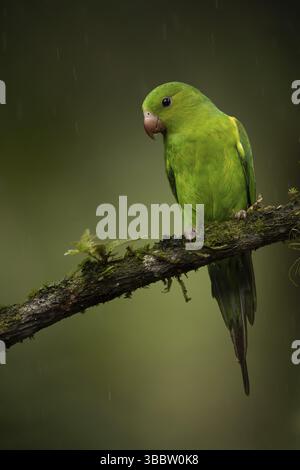 Perruche plaine (Brotogeris tirica) perchée sur une branche, Sao Paulo, Brésil, Amérique du Sud Banque D'Images