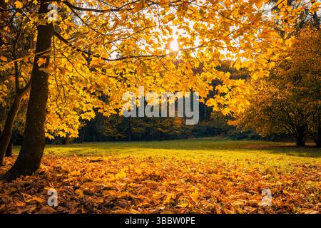 Feuilles d'automne dorées en gros plan artistique avec fond bokeh flou dans la forêt, feuillage saisonnier coloré, paysage naturel paisible de rêve, pittoresque Banque D'Images