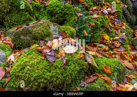 Gros plan sur la nature d'automne avec des feuilles d'automne sur des roches moussues, fond naturel saisonnier abstrait, détail de feuillage coloré, scène forestière extérieure paisible Banque D'Images