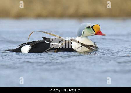 King Eider (Somateria spectabilis) mâle, Alaska, USA, Amérique du Nord Banque D'Images