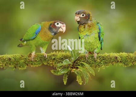 Costa Rica faune, deux perroquets. Perroquet à capuchon brun, Pionopsitta haematotis, portrait de perroquet vert clair à tête brune Banque D'Images