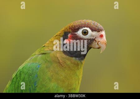 Détail de la tête de perroquet. Perroquet à capuchon brun, Pionopsitta haematotis, portrait de perroquet vert clair à tête brune. Portrait détaillé de l'oiseau f Banque D'Images