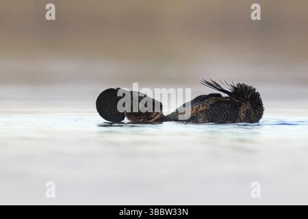 Canard musqué (Biziura lobata), Australie occidentale, Australie, Océanie Banque D'Images