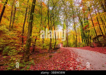 Superbe sentier de montagne d'automne couvert de feuilles rouges et dorées avec un soleil doux créant un paysage naturel serein paisible et saisonnier pittoresque Banque D'Images